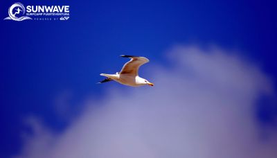 Surf School Fuerteventura Kanaren Wellenreiten lernen